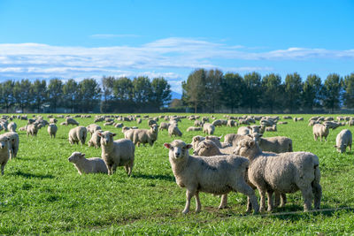 Sheep grazing on field against sky