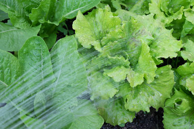 Full frame shot of green leaves