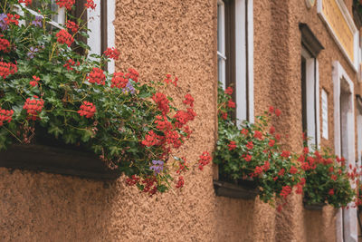 Potted plants by window of house