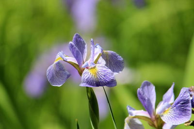 Close-up of purple iris flower