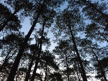 Low angle view of pine trees against sky