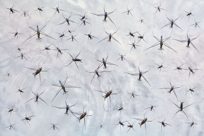 Full frame shot of birds