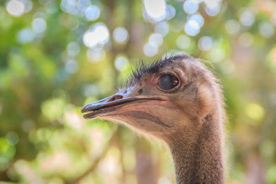 Close-up of a bird looking away