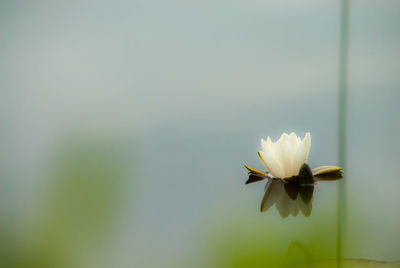 Close-up of white flower blooming outdoors