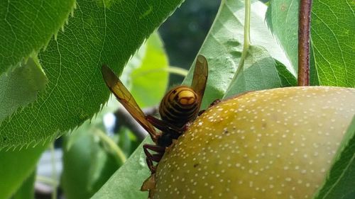 Close-up of snail on leaf