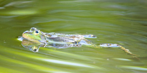 Swimming frog