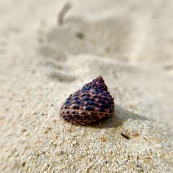 Close-up of shell on sand