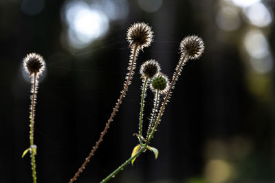 Close-up of flowering plant