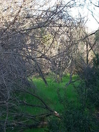 Bare trees on grassy field