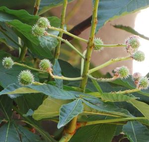 Close-up of plant