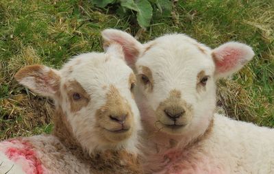 Close-up portrait of sheep on grass