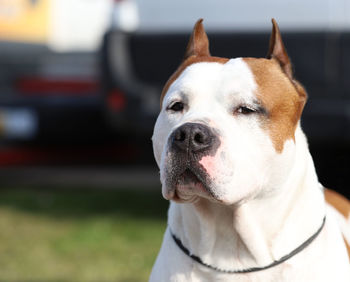 Close-up of dog looking away