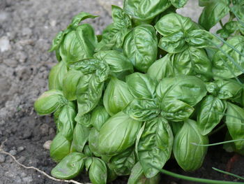 Close-up of vegetables