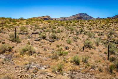 Scenic view of landscape against clear sky