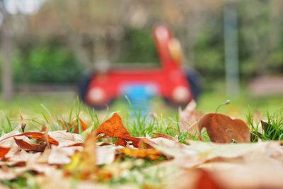 Close-up of autumn leaves on field