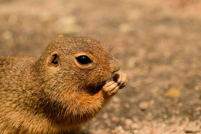 Close-up of squirrel eating