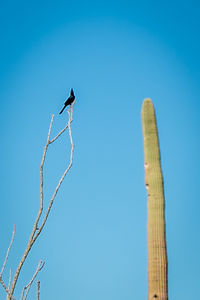 Low angle view of bird against clear blue sky