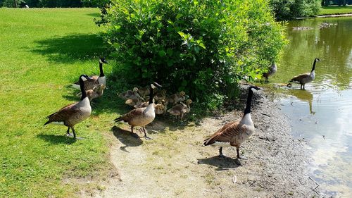 Ducks in a lake