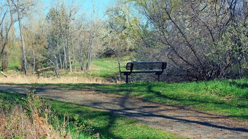 Empty bench on field by trees in forest