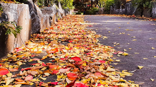 High angle view of autumn leaves in park