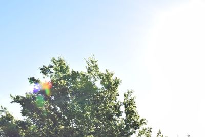Low angle view of flower tree against clear sky