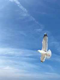 Low angle view of seagull flying