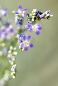 Close-up of fresh purple flowers