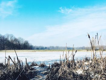 Bare trees on snowy landscape against sky