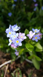 Close-up of purple flowers