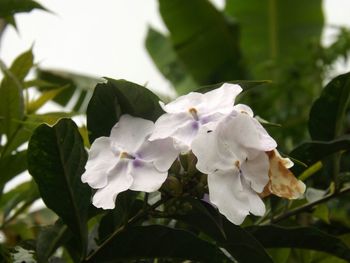 Close-up of white flowers