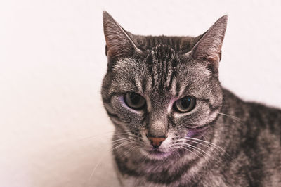 Close-up portrait of tabby cat against white background