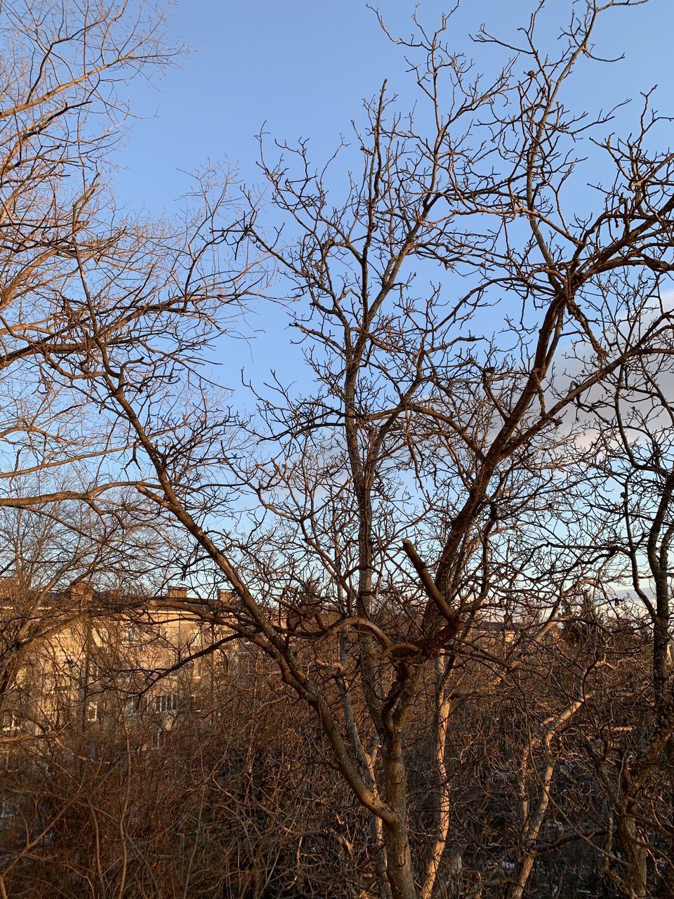 LOW ANGLE VIEW OF BARE TREE AGAINST CLEAR SKY