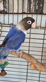 Close-up of parrot in cage