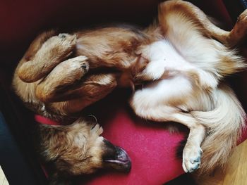 High angle view of dog sleeping