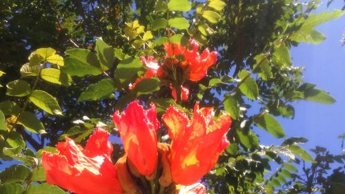 Low angle view of red flowers