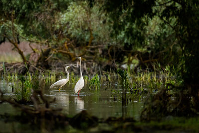 Bird on a lake