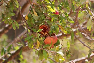 Close-up of berries on tree