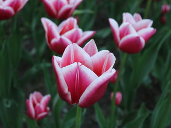 Close-up of pink tulips