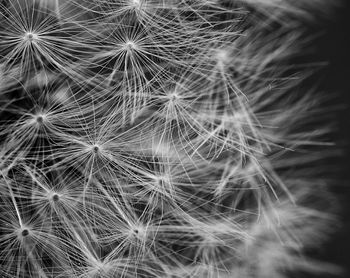 Detail shot of dandelion flower