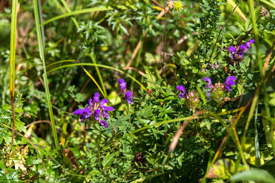 Close-up of purple flowering plants