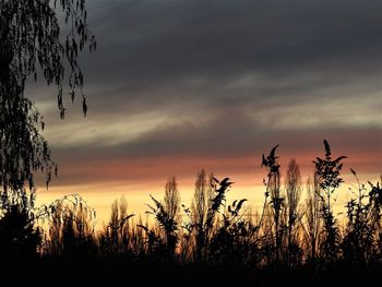 Silhouette trees against sky during sunset