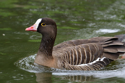 Portrait of a lesser white fronted goose swimming in the water