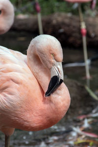 Close-up of a flamingo