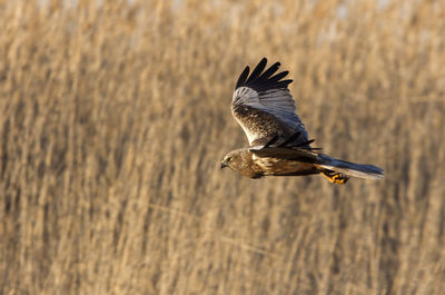 Bird flying