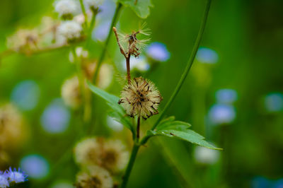 Close-up of insect on plant