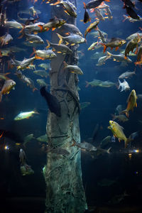 Close-up of fish in aquarium