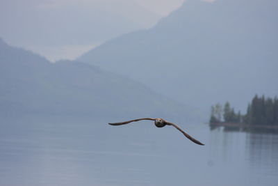 Bird flying over lake against sky