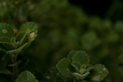 Close-up of fresh green plant