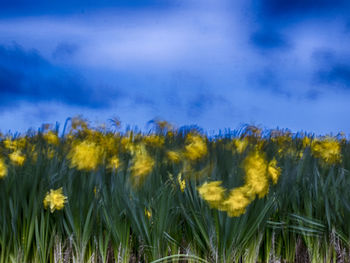 Close-up of flowers growing on field against blue sky