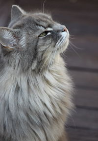 Close-up of cat looking away